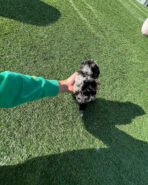 HUGO - MALE (PURCHASED by CHEVY & CHALlSA) - Image 4