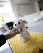 FIDO - MALE (PURCHASED by LUCRECIA) - Image 6