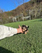 TOBY - MALE (PURCHASED by TESSA) - Image 5