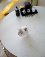 ENVI - MALE (PURCHASED by CLAUDIA) - Image 6