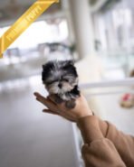 CELINE - FEMALE (PURCHASED by MELISSA) - Image 3