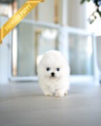 REX - MALE (PURCHASED by KIMBERLY) - Image 2