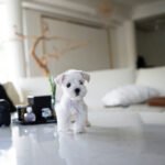 FIDO - MALE (PURCHASED by LUCRECIA)