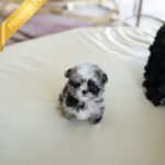 COCO - FEMALE (PURCHASED by ALICIA)