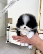 PANDA - FEMALE (PURCHASED by KATHY) - Image 2