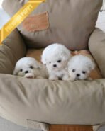 LADY & POLAR & TOBY - FEMALE & MALE - Image 2