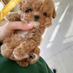 TRUFFLE - MALE (PURCHASED by NIKI)