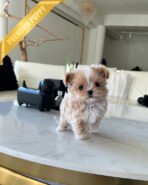 CHLOE - FEMALE (PURCHASED by MARIA) - Image 2