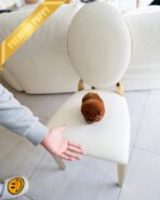 CINNAMON - FEMALE (PURCHASED by KENRIC) - Image 6