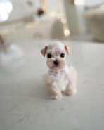 BIANCA - FEMALE (PURCHASED by ANA) - Image 2