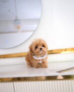 TEDDY - MALE (PURCHASED by LINDA) - Image 2