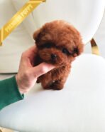 ZIGGY - MALE (PURCHASED by TAMARA) - Image 2