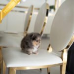 BAMBI - MALE (PURCHASED by ANA)