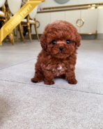 MISSY - FEMALE (PURCHASED by LISA)