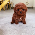 MISSY - FEMALE (PURCHASED by LISA)