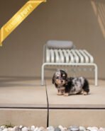 ENZO - MALE (PURCHASED by POUPAE)