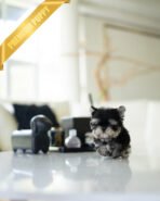 ROCKO - MALE (PURCHASED by VICKIE)