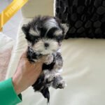 MARLEY - MALE (PURCHASED by LEE)