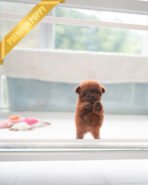 VELVET - FEMALE (PURCHASED by ARMANDINA)