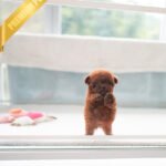 VELVET - FEMALE (PURCHASED by ARMANDINA)