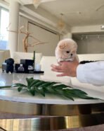 AUSTIN - MALE (PURCHASED by ALEXIA) - Image 5