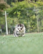 DIAMOND - FEMALE (PURCHASED by KURDI) - Image 2