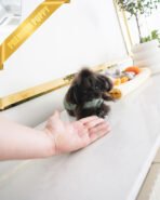 PIPPA - FEMALE (PURCHASED by JANE) - Image 5