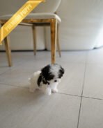 GIGI - FEMALE (PURCHASED by RIKKI) - Image 4