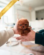 ARLO - MALE (PURCHASED by SARAH)