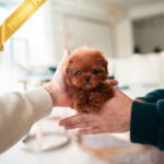 ARLO - MALE (PURCHASED by SARAH)