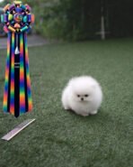 MOCHI - FEMALE (PURCHASED by SARA) - Image 2