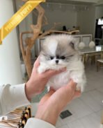 MARLENE - FEMALE (PURCHASED by ALEXANDRE) - Image 3