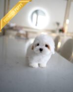 MARSHMALLOW - MALE (PURCHASED by JANELLY) - Image 2