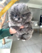 SCARLET - FEMALE (PURCHASED by ARMAN)