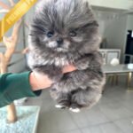 SCARLET - FEMALE (PURCHASED by ARMAN)