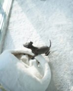 VITO - FEMALE (PURCHASED by ESTEFANIA) - Image 4