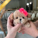 LALA - FEMALE (PURCHASED by LEE)