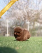 NUTELLA - FEMALE (PURCHASED by ANDREA) - Image 4