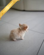 LOLA - FEMALE (PURCHASED by BETH) - Image 8