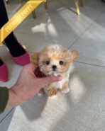 EWAN - MALE - Image 3