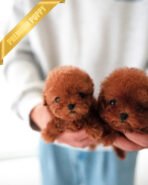 CHARLOTTE & BIANCA - FEMALE - Image 3