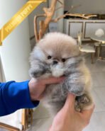 KYLE - MALE (PURCHASED by BRIAN) - Image 2