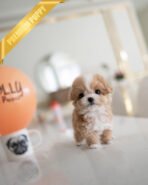 MIA - FEMALE (PURCHASED by RANDY) - Image 3