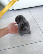 BEAU - MALE (PURCHASED by JOSE) - Image 4