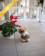 TOBY - MALE (PURCHASED by DANILLE) - Image 3