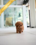 ISABELLA - FEMALE (PURCHASED by DEVIN)