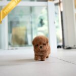 ISABELLA - FEMALE (PURCHASED by DEVIN)