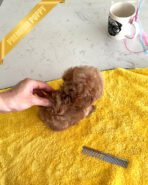 BENNETT - MALE (PURCHASED by LAZARA) - Image 4