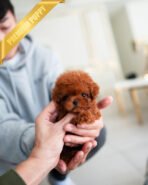 BONNIE - FEMALE (PURCHASED by SOFIA)