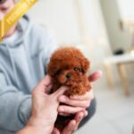 BONNIE - FEMALE (PURCHASED by SOFIA)